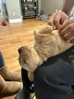 Blondie, a male Poodle - Standard  for sale in Beverly, MA – Photo 3 of 6