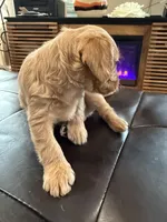 Blondie, a male Poodle - Standard  for sale in Beverly, MA – Photo 4 of 6