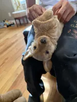 Blondie, a male Poodle - Standard  for sale in Beverly, MA – Photo 2 of 6