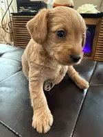 Blondie, a male Poodle - Standard  for sale in Beverly, MA – Photo 5 of 6