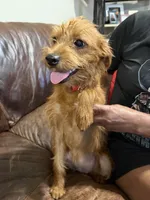 Daisy, a female Miniature Pinscher and Poodle - Standard  for sale in Beverly, MA – 3 of 5