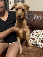 Snoopy, a male Miniature Pinscher and Poodle - Miniature  for sale in Beverly, MA – 6 of 6