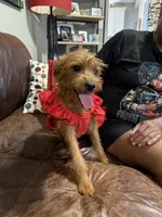 Daisy, a female Miniature Pinscher and Poodle - Standard  for sale in Beverly, MA – 5 of 5