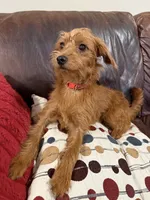 Daisy, a female Miniature Pinscher and Poodle - Standard  for sale in Beverly, MA – 4 of 5