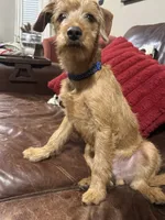 Snoopy, a male Miniature Pinscher and Poodle - Miniature  for sale in Beverly, MA – 4 of 6