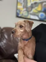 Snoopy, a male Miniature Pinscher and Poodle - Miniature  for sale in Beverly, MA – 5 of 6