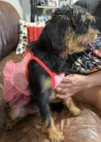 Baby, a female Miniature Pinscher and Poodle - Standard  for sale in Beverly, MA – 2 of 4