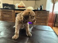 Cinnamon, a male Poodle - Standard  for sale in Beverly, MA – Photo 5 of 6