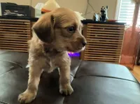 Cinnamon, a male Poodle - Standard  for sale in Beverly, MA – Photo 3 of 6