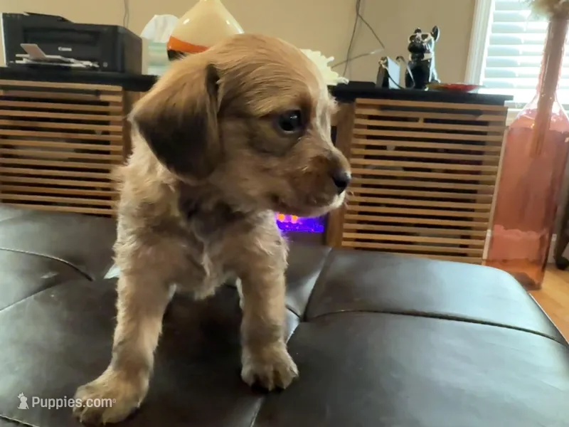 Cinnamon, a male Poodle - Miniature  and Poodle - Standard  for sale in Beverly, MA – Photo 1 of 6