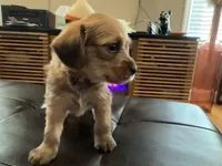 Cinnamon, a male Poodle - Standard  for sale in Beverly, MA – Photo 6 of 6