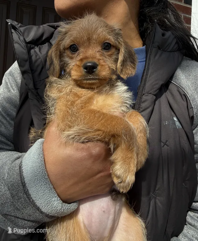 Cinnamon – Poodle - Miniature , Poodle - Standard  puppy for sale in Beverly, MA