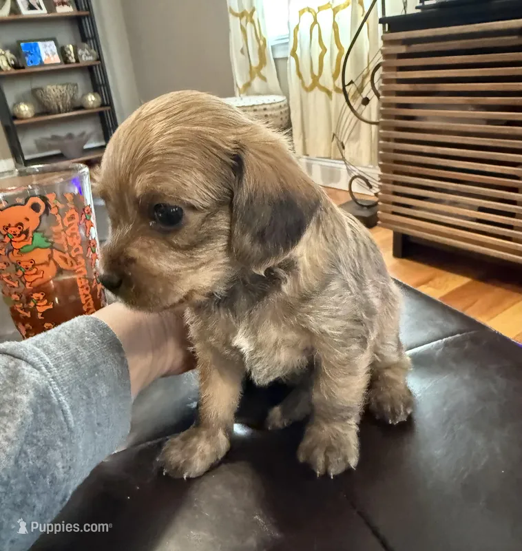 Cinnamon – Poodle - Miniature , Poodle - Standard  puppy for sale in Beverly, MA