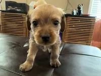 Cinnamon, a male Poodle - Standard  for sale in Beverly, MA – Photo 4 of 6