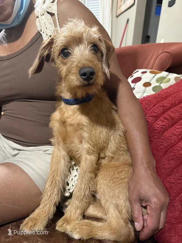 Snoopy – Miniature Pinscher, Poodle - Miniature  puppy for sale in Beverly, MA