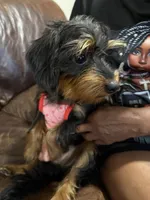 Baby, a female Miniature Pinscher and Poodle - Standard  for sale in Beverly, MA – 3 of 4