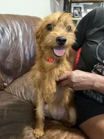 Daisy, a female Miniature Pinscher and Poodle - Standard  for sale in Beverly, MA – 2 of 5