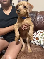Snoopy, a male Miniature Pinscher and Poodle - Miniature  for sale in Beverly, MA – 2 of 6