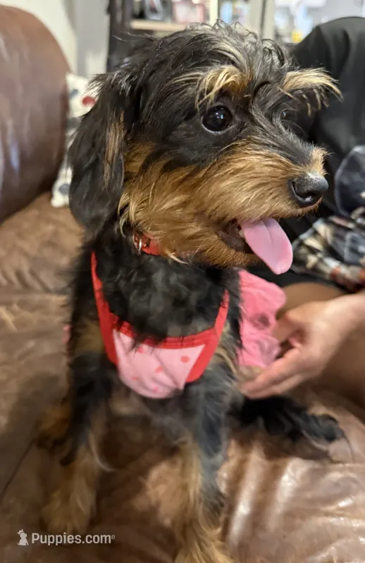 Baby – Miniature Pinscher, Poodle - Standard  puppy for sale in Beverly, MA