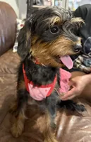 Baby, a female Miniature Pinscher and Poodle - Standard  for sale in Beverly, MA – 1 of 4