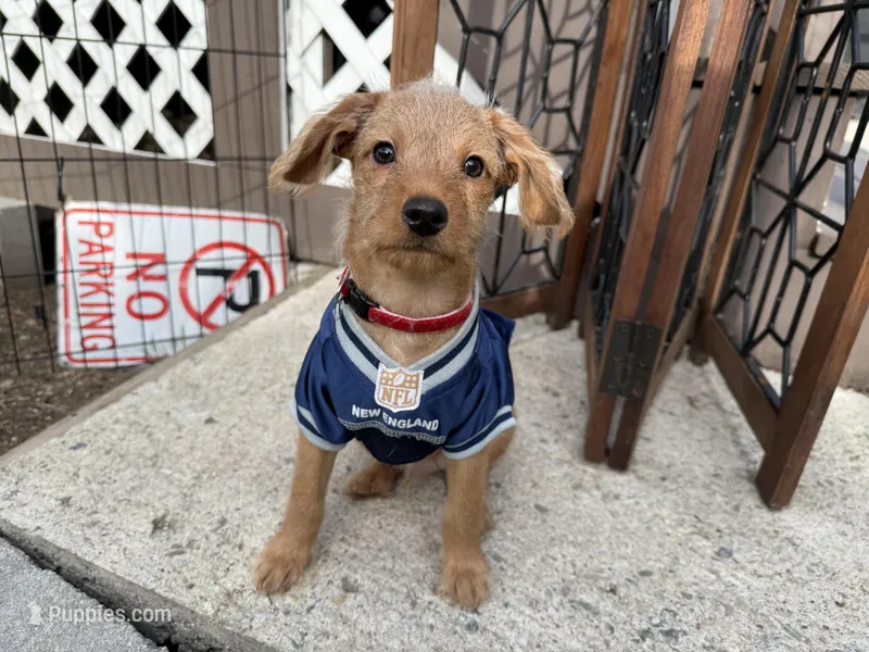 Shaggy – Miniature Pinscher, Poodle - Miniature  puppy for sale in Beverly, MA