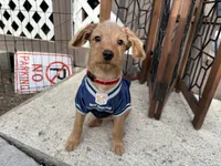 Shaggy, a male Miniature Pinscher and Poodle - Miniature  for sale in Beverly, MA – Photo 1 of 7