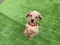 Shaggy, a male Miniature Pinscher and Poodle - Miniature  for sale in Beverly, MA – Photo 6 of 7