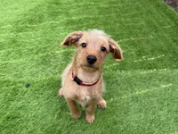 Shaggy, a male Miniature Pinscher and Poodle - Miniature  for sale in Beverly, MA – Photo 3 of 7