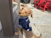 Shaggy, a male Miniature Pinscher and Poodle - Miniature  for sale in Beverly, MA – Photo 2 of 7