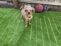 Shaggy, a male Miniature Pinscher and Poodle - Miniature  for sale in Beverly, MA – Photo 7 of 7