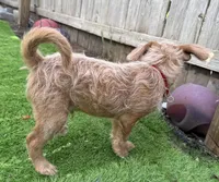 Shaggy, a male Miniature Pinscher and Poodle - Miniature  for sale in Beverly, MA – Photo 4 of 7