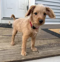 Shaggy, a male Miniature Pinscher and Poodle - Miniature  for sale in Beverly, MA – Photo 5 of 7