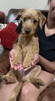 Snoopy, a male Miniature Pinscher and Poodle - Miniature  for sale in Beverly, MA – 3 of 6
