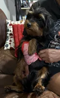 Baby, a female Miniature Pinscher and Poodle - Standard  for sale in Beverly, MA – 4 of 4