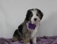 Odie, a male Miniature Aussiedoodle for sale in Baltic, OH – Photo 6 of 9