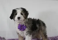 Odie, a male Miniature Aussiedoodle for sale in Baltic, OH – Photo 3 of 9