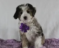 Odie, a male Miniature Aussiedoodle for sale in Baltic, OH – Photo 8 of 9