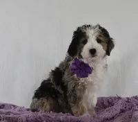 Odie, a male Miniature Aussiedoodle for sale in Baltic, OH – Photo 4 of 9