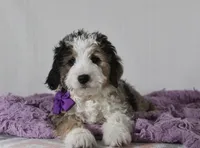 Odie, a male Miniature Aussiedoodle for sale in Baltic, OH – Photo 7 of 9