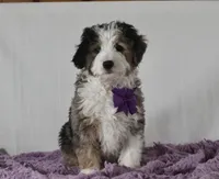 Odie, a male Miniature Aussiedoodle for sale in Baltic, OH – Photo 5 of 9