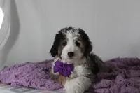 Odie, a male Miniature Aussiedoodle for sale in Baltic, OH – Photo 9 of 9