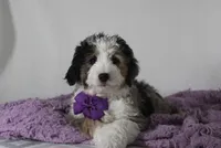 Odie, a male Miniature Aussiedoodle for sale in Baltic, OH – Photo 2 of 9