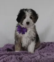 Odie, a male Miniature Aussiedoodle for sale in Baltic, OH – Photo 1 of 9