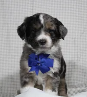 Cooper, a male Miniature Aussiedoodle for sale in Baltic, OH – Photo 1 of 7