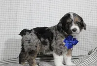 Cooper, a male Miniature Aussiedoodle for sale in Baltic, OH – Photo 7 of 7