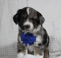 Cooper, a male Miniature Aussiedoodle for sale in Baltic, OH – Photo 4 of 7