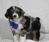 Cooper, a male Miniature Aussiedoodle for sale in Baltic, OH – Photo 2 of 7