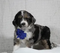 Cooper, a male Miniature Aussiedoodle for sale in Baltic, OH – Photo 3 of 7