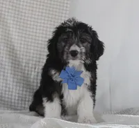 Omar, a male Miniature Aussiedoodle for sale in Baltic, OH – Photo 1 of 7
