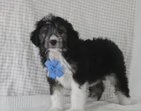 Omar, a male Miniature Aussiedoodle for sale in Baltic, OH – Photo 7 of 7
